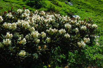 spring in the mountains
