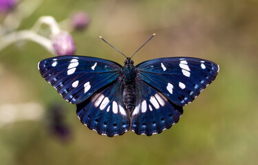 large butterfly with dark blue above wings, Southern White Admiral, Limenitis reducta	