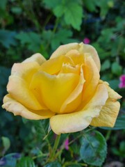 yellow rose in garden