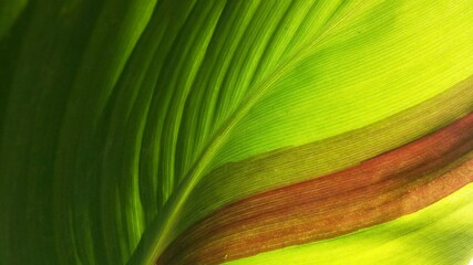 kunstvolle Pflanze bzw. Blatt in der Nahaufnahme; malerische Natur 