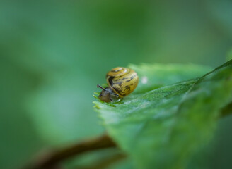 A cute snail closeup at summer in saarland, copy space