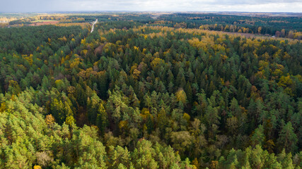 Top view of forests, trees. Old woods of evergreen trees in national park a Unesco world heritage...