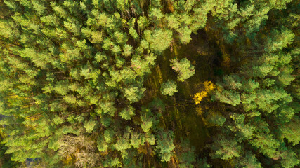 Top view of forests, trees. Old woods of evergreen trees in national park a Unesco world heritage site. Autumn landscape photographed with a drone.