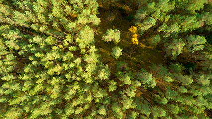 Top view of forests, trees. Old woods of evergreen trees in national park a Unesco world heritage...