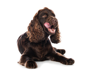 Cocker spaniel dog lying isolated on white