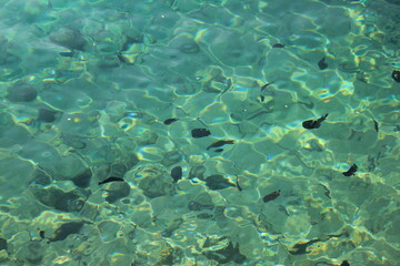Fish in the sea
