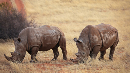 Two large rhinos eating grass in the Kalahari Desert, Namibia