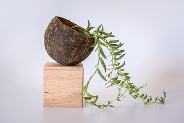 Ivy cactus flower in coconut shell. Coconut and cactus concept on white background. Selective focus, close-up.