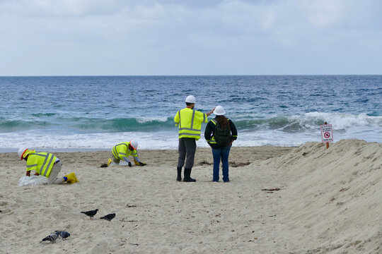 Clean Up Crew Removing Tar Balls From The Beach After An Oil Spill