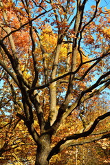 Yellow leaves on an oak branch in sunlight on a blue sky