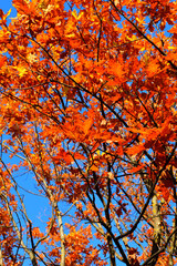 Yellow leaves on an oak branch in sunlight on a blue sky