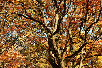 Fototapeta premium Yellow leaves on an oak branch in sunlight on a blue sky