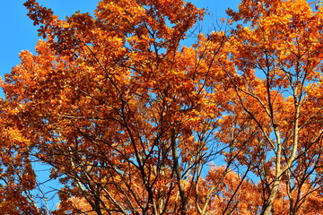 Yellow leaves on an oak branch in sunlight on a blue sky