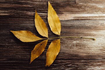 Autumn wooden background with maple leaves with copy space