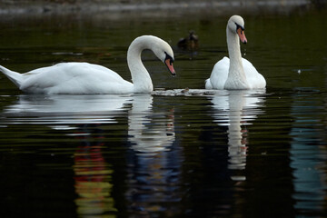 A white swans swimming on a pond with dark water. The white swans is reflected in the water. The mute swan.