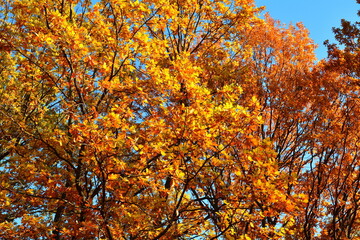 Fototapeta na wymiar Yellow leaves on an oak branch in sunlight on a blue sky