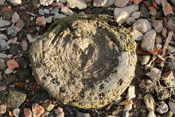 Old stump on the coast