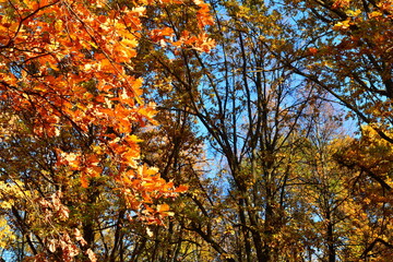 Yellow leaves on an oak branch in sunlight on a blue sky