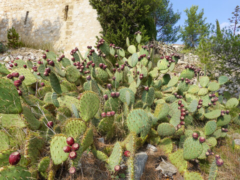 Carpet of Opuntia engelmannii Rastrera in Allauch, in Provence.