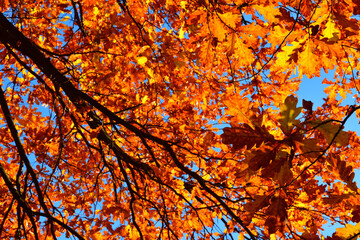 Yellow leaves on an oak branch in sunlight on a blue sky