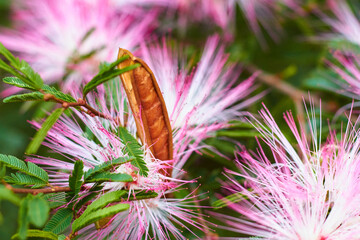 pink powderpuff flower