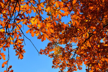 Yellow leaves on an oak branch in sunlight on a blue sky