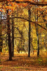 Fototapeta na wymiar Maples, oaks and birches in the autumn park