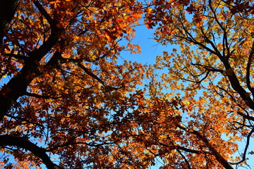 Yellow leaves on an oak branch in sunlight on a blue sky