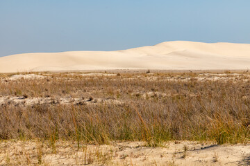 Dunes with wind marks and vegetation