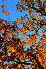 Yellow leaves on an oak branch in sunlight on a blue sky