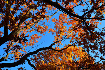 Yellow leaves on an oak branch in sunlight on a blue sky
