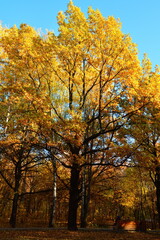 Yellow oaks in the sunlight in the park