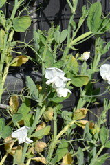 Sweet peas in bloom. Spring growth in New Zealand