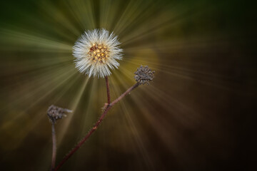Sunbeams radiated from this dandelion.  Weed with sun rays added to reflect the beauty of this weed.  