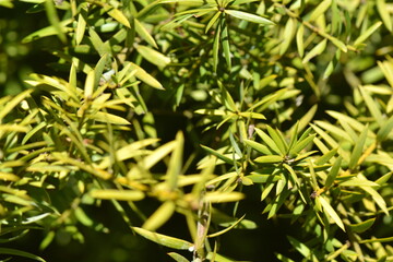 Kowhai tree leaves for graphic design