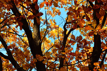 Yellow leaves on an oak branch in sunlight on a blue sky