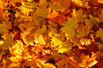 Yellow maple leaves in the sunlight