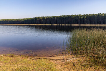 Pine forest and lake