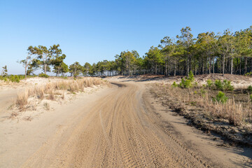 Dirty road with dry vegetation and pine trees