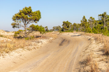 Dirty road with dry vegetation and pine trees