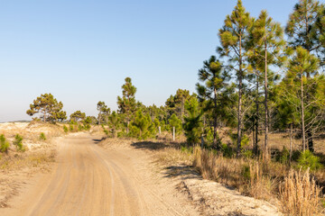Fototapeta na wymiar Dirty road with dry vegetation and pine trees