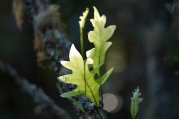 A spring Oak Leave bursts into life in New Zealand
