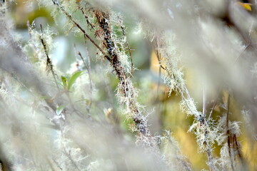 Plant textures for graphic design