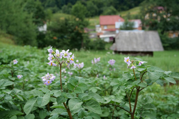 Fototapeta na wymiar Flowers on potato stalks on bed in garden