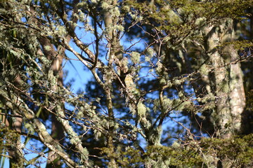 Texture in Trees for garphic design. 