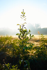 Tree seedling at dawn with fog