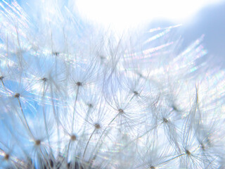 Dandelion background. Abstract dandelion seeds over blue sky close up