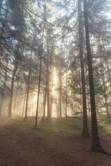 Walking in pine autumn forest at czech republic. Sunshine beams rays at sunrise through the fog among trees.