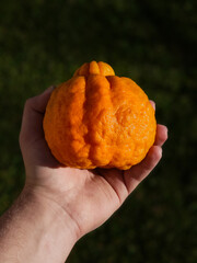 Hand holding tangerine