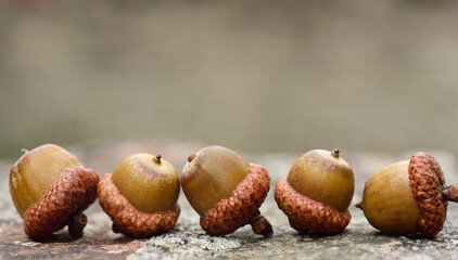 Five acorns lie next to each other on a weathered wall against a light background, with space for text, in autumn